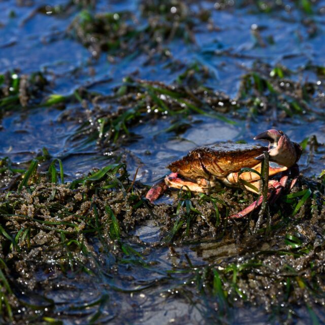 Kelp Lines – Spring 2025