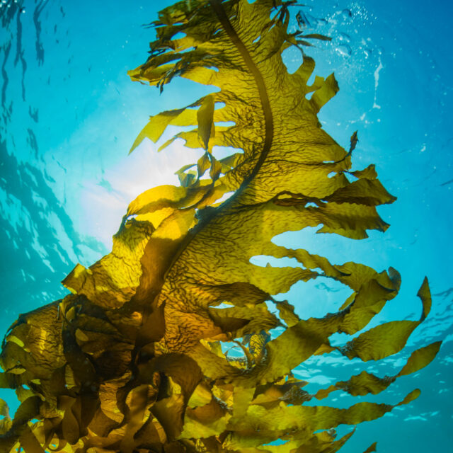 Kelp Lines – Fall 2025