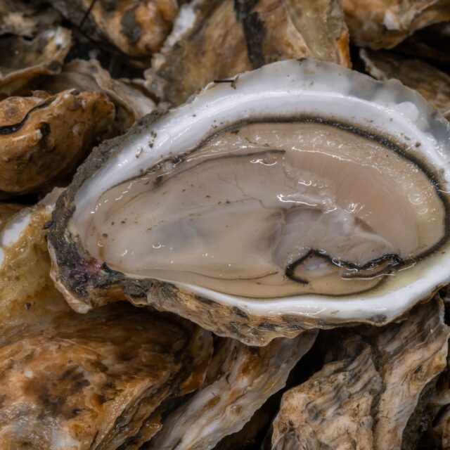 Washington Aqua Bites – November 2025