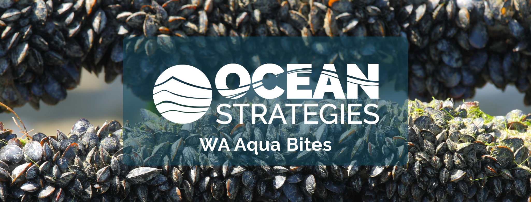 https://oceanstrat.com/wp-content/uploads/2025/12/Aqua-Bites-BANNer-FINAL.png