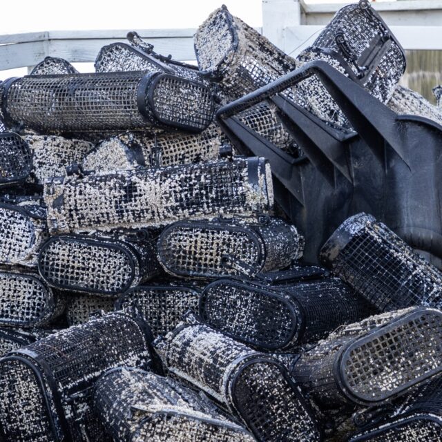 Washington Aqua Bites – December 2025