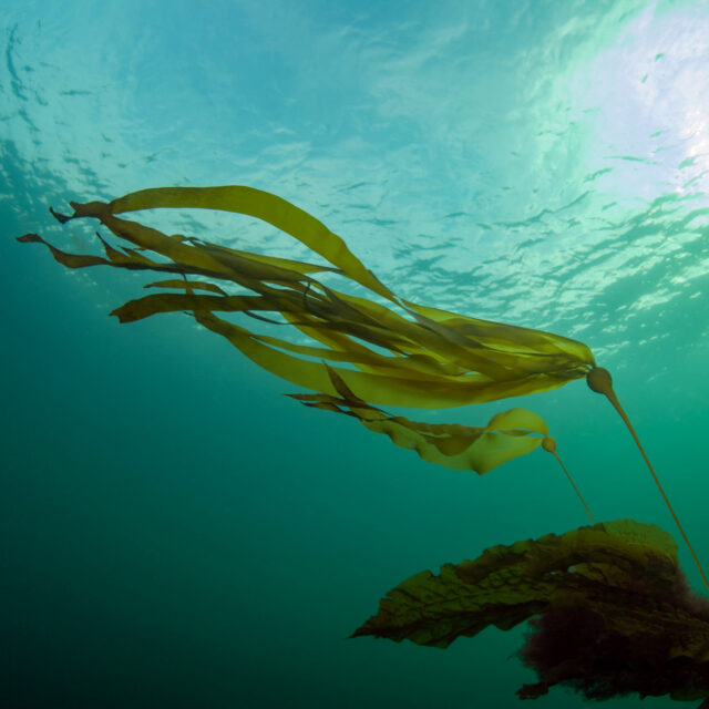 Economic Analysis on WA State Seaweed Aquaculture