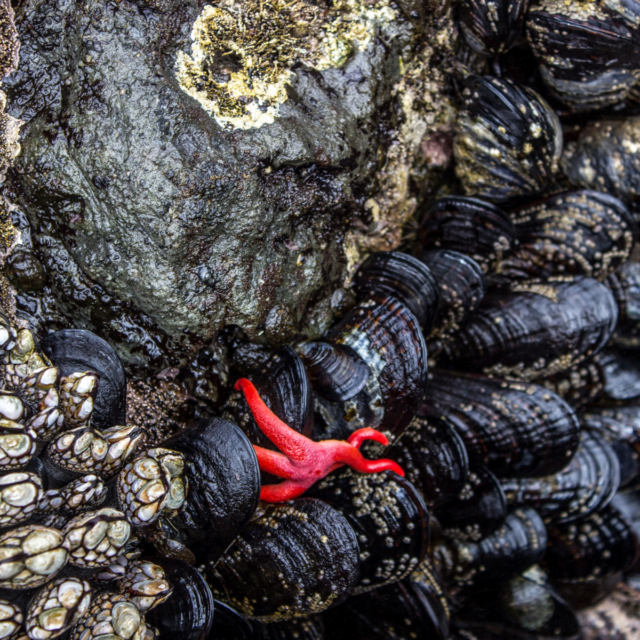 Washington Aqua Bites – May 2026