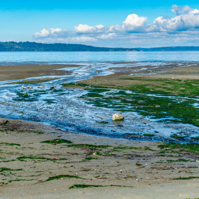 Kelp Lines – Summer 2026